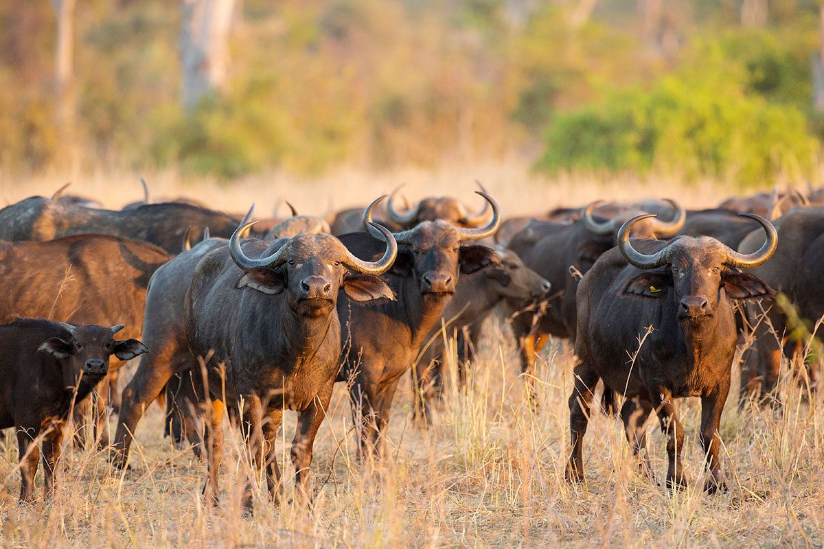 Buffalo herd in Kruger